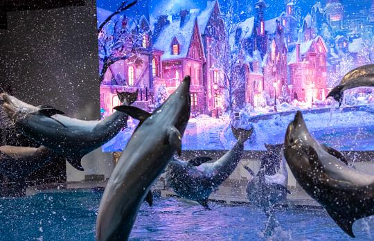 Kalėdinė pasaka su delfinais Gražuolė ir pabaisa