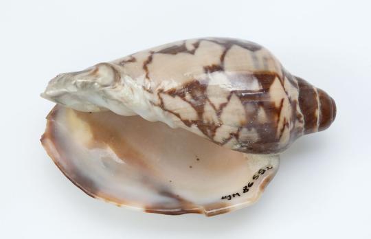 Voliuta