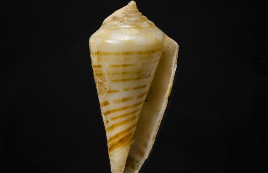 Virtuali paroda - Naujosios Kaledonijos moliuskai